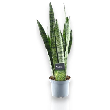 Gardenaria Sansevieria zeylanica - Pianta da interno ornamentale - Altezza: 40 cm (vaso 14) (1/5)