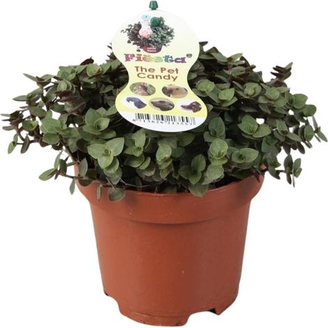 Plante d'Intérieur Calissia Repens Tradescantia - Feuillage Panaché - Pot Ø12 cm Hauteur 17 cm - PANGIVO (1/4)