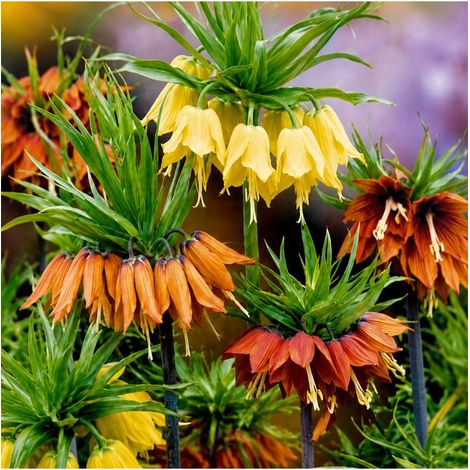 Fritillaires impériale Sgaravatti 3 bulbes en mélange, grandes fleurs de 100 à 120 cm pour massifs structurés - 789335 (1/3)