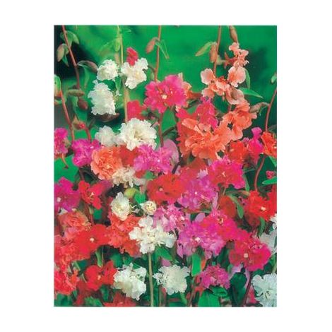 CLARKIA - 1 G