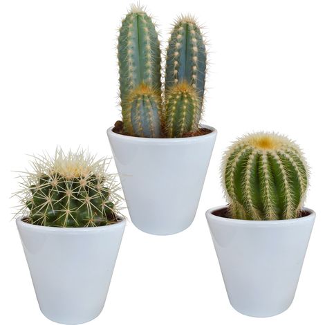 Lot de 3 Cactus Variés en Pots Blancs Ø 8,5 cm - Plantes d'Intérieur Faciles d'Entretien - PANGIVO (1/5)