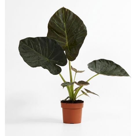 Bloomique - Alocasia Regal Shield - Oreille d'éléphant - Plante à feuillage - Plante d'intérieur - Grandes feuilles vert foncé - Dépolluante - Hauteur 50-60 cm - Pot 17 cm (1/5)