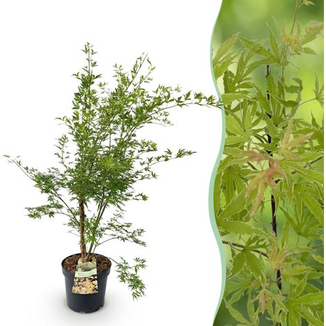 Érable du Japon Acer palmatum Metamorphosa Plante de Jardin Vert et Orange Pot 26cm H90cm - PANGIVO (1/5)