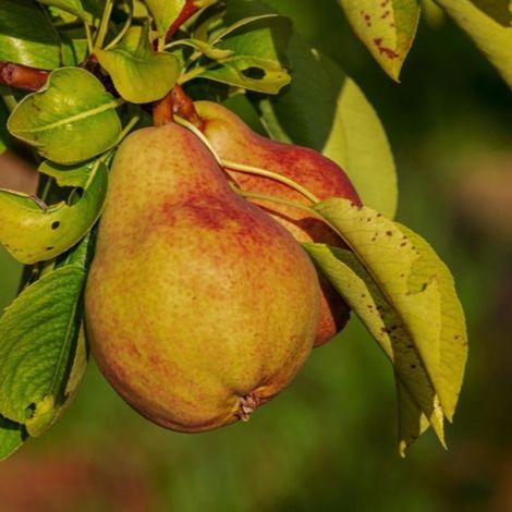 Poirier 'Beurré Giffard' (Pyrus communis 'Beurré Giffard') (1/3)