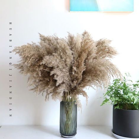 12 Stück Pampasblumen, natürlich getrocknete Blumen, getrocknetes Pampasgras, getrocknetes Schilfrohr, Phragmites – Dekoration für Hochzeiten, Fotoshootings und Partys zu Hause (1/4)