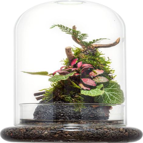 Ökologische Glasglocke mit Bodenbelüftung - 7,9" × 4,7" transparenter Deckel, geeignet für fleischfressende Pflanzen, Venusfliegenfallen und Strohblumen (ausgenommen Pflanzen).