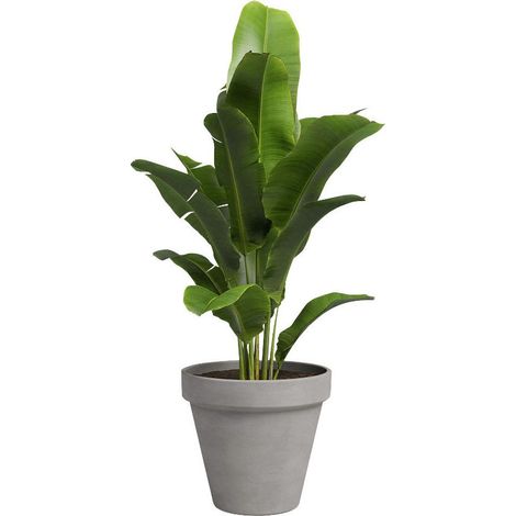 Artevasi Pflanztopf Amália Terrakotta grau Ø 29 x 24 cm (1/2)