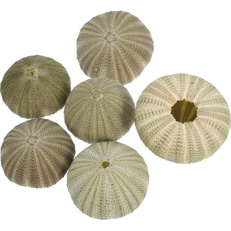 Set mit 6 grünen Seeigelschalen zum Aufhängen von Luftpflanzen (1/5)