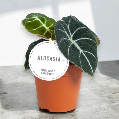 Gardenaria Alocasia 'Black velvet' - Pianta da interno ornamentale - Altezza: 25 cm (vaso 14) (1/5)