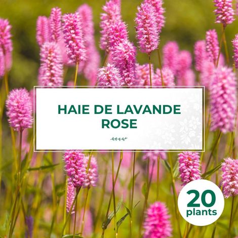 20 Lavandes Rose (Lanvandula 'Rosea') - Haie de Lavande Rose (1/2)