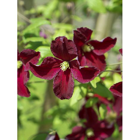 Clématite italienne 'Burning Love' Pot de 2L/3L