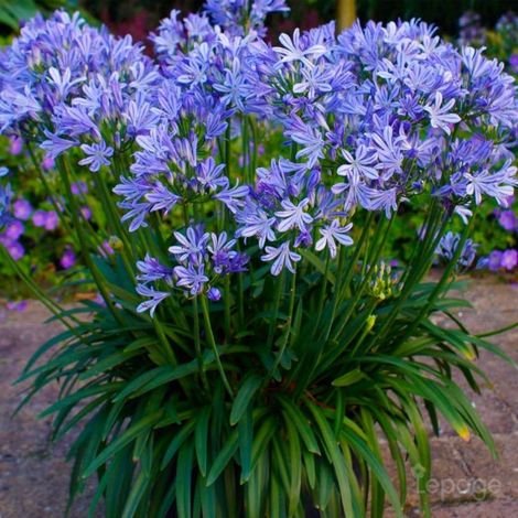 3 Agapanthes 'Charlotte' (Agapanthus 'Charlotte')