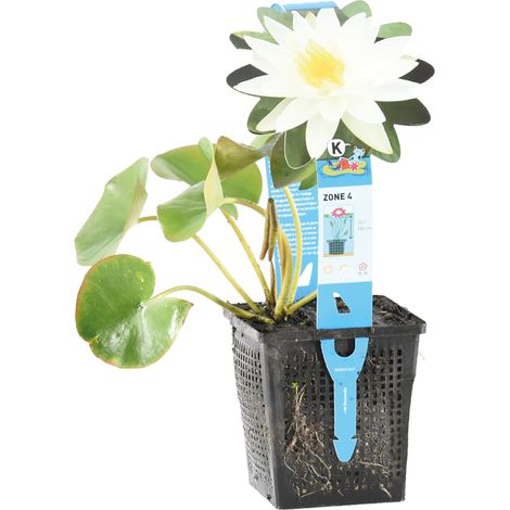 Bloomique - Nymphaea Marliacea Albida - Nénuphar - Blanc - Plantes de bassin - Plantes aquatiques - Rustique - Hauteur 10-20 cm - Pot 11 cm (1/3)