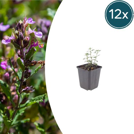 Lot de 12 Teucrium lucidrys Germandrée Arbuste Persistant Bordure et Rocaille Pot Ø9 cm 10-25 cm - PANGIVO (1/5)