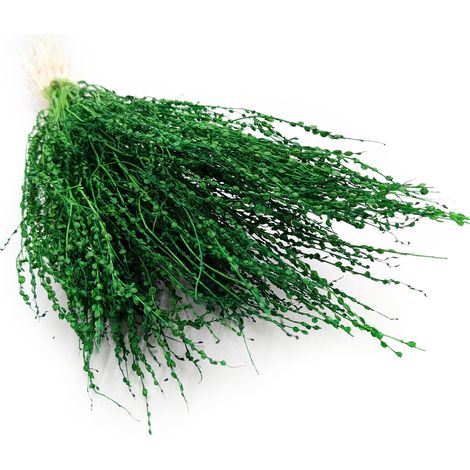 Lepidium (Lepidium sativum) - Verde