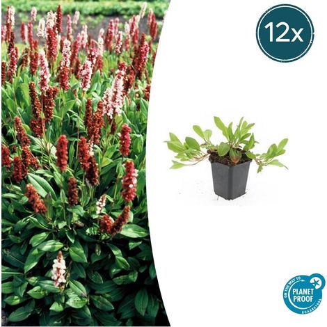 Lot de 12 Persicaria aff. 'Darjeeling Red' Plante Vivace Couvre-sol Feuillage Rouge Rose 10-25 cm - PANGIVO