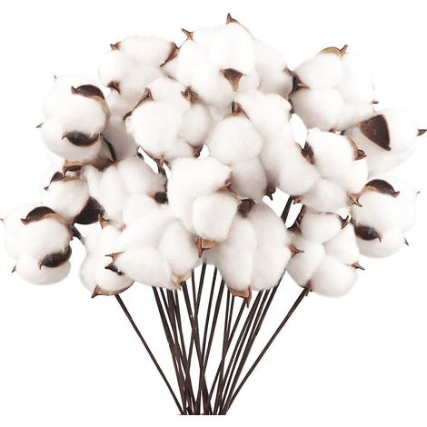 20 Paquets De Fleurs Sches En Coton Naturel Tiges De Coton Fleurs Naturelles Imitation Branches Coton Imitation Plantes Dcorations Balcon Maison T (1/4)