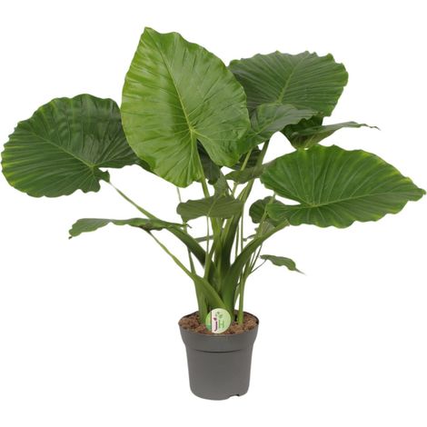 Alocasia Gageana California - Plante Verte d'Intérieur Oreille d'Éléphant - Ø21cm - Hauteur 80cm - PANGIVO (1/4)