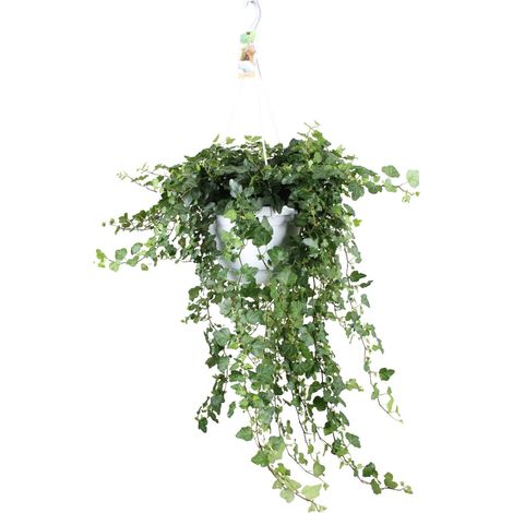 Lierre Hedera helix Wonder Plante d'intérieur Verte Ø24 cm Hauteur 70 cm - PANGIVO (1/4)