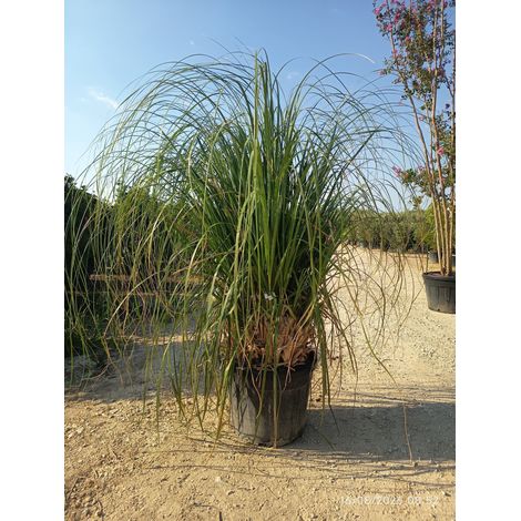 CORTADERIA SELLOANA BIANCA (Gynerium) VASO 55
