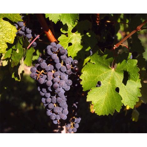3 cuttings - Vitis vinifera (Common grape vine) black  edible