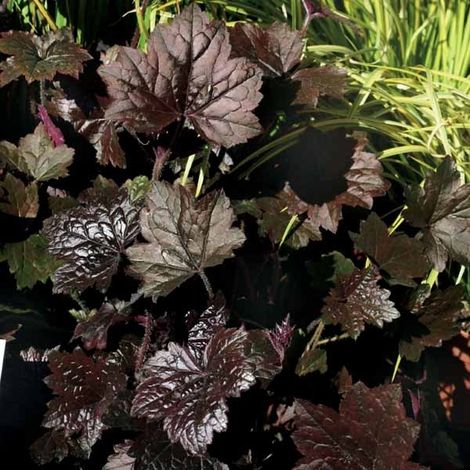 Heuchère 'Blackout' Pot de 2L/3L