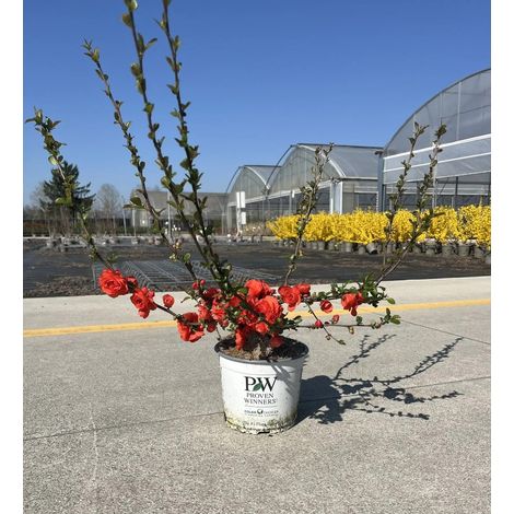 Gardenaria Fior di Pesco - Chaenomeles speciosa 'Orange Storm' - Arbusto ornamentale da giardino - Altezza: 40/60 cm (vaso19) (1/3)