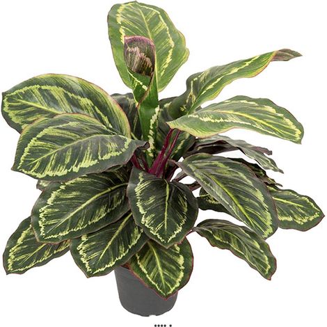 Maranta plante artificielle en pot H 48 cm très dense (1/2)