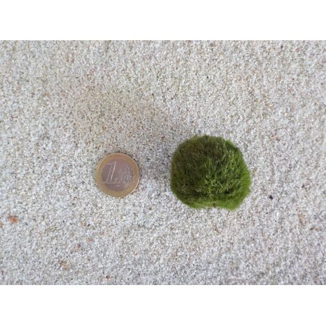 Aquarium Pflanze Mooskugel M 2-3cm Aquariumpflanze Algen Reinigung