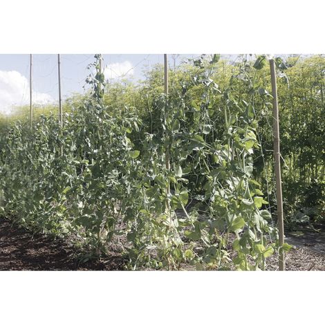 NORTENE Filet à ramer Trellinet Bio en bio compostable - 1,85 x 5 m - Vert (1/4)