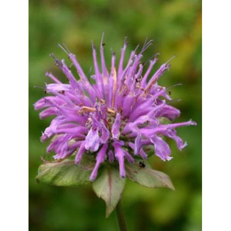 Monarde 'Menthifolia' Godet de 8/9 cm (1/2)