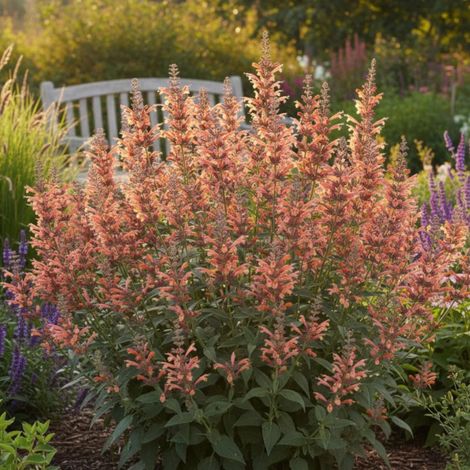 Agastache Kolibri/Lot de 5 godets