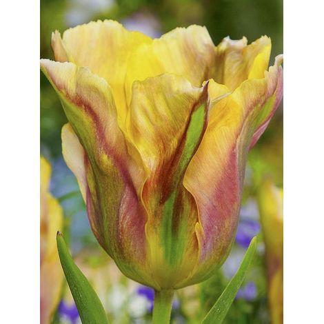 Tulipe viridiflora 'Golden Artist' Bulbe calibre 12+ (par 10) (1/2)