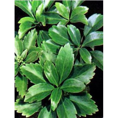 Pachysandra terminalis 'Green Carpet' Godet de 8/9 cm (1/2)