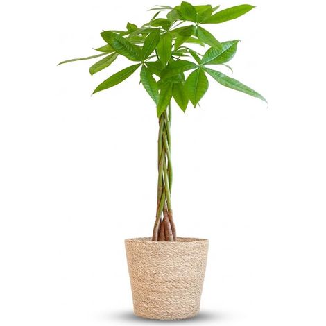 Pachira Aquatica Arbre à Argent Tronc Tressé avec Panier en Jonc de Mer Naturel 80 cm Ø21 cm - PANGIVO (1/4)