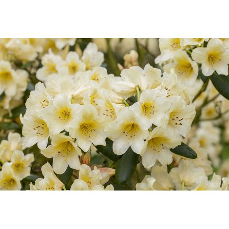 Yaku-Rhododendron 'Millenium Gold' Rhododendron yak.'Millenium Gold' C7 40- 50 (1/5)
