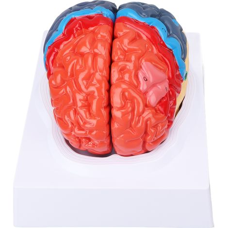 Modèle de Cerveau Anatomique Détachable avec Artères Colorées pour Études Médicales et Éducation (1/5)