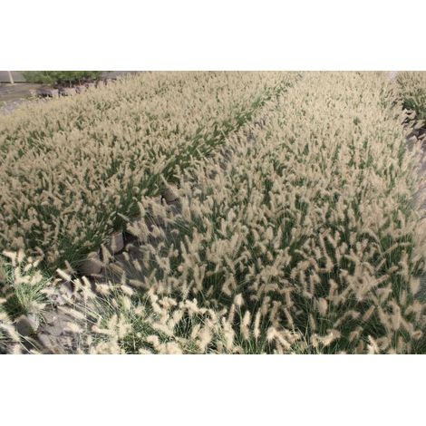 Gardenaria Pennisetum alopecuroides 'Little Bunny' - Graminacea ornamentale da esterno - Altezza: 100 cm (vaso 24) (1/4)