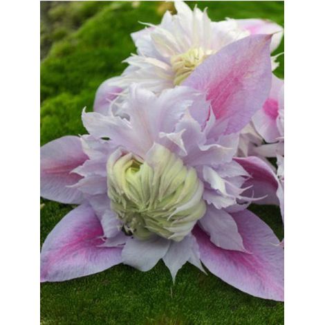 Clématite 'Josephine™' Pot de 2L/3L (1/2)