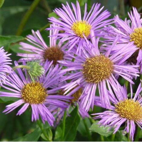 4 x Vergerette  - Erigeron 'Dunkelste Aller'  - godet 9x9 cm