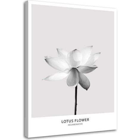 Quadro su tela, Fiore di loto bianco Natura - 40x60 (1/5)