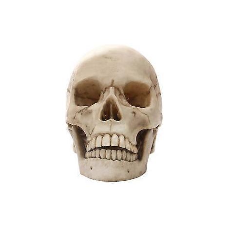 Lebensgroßes, realistisches 1:1-Modell eines menschlichen Schädels aus Kunstharz – Requisite und Bastelarbeit