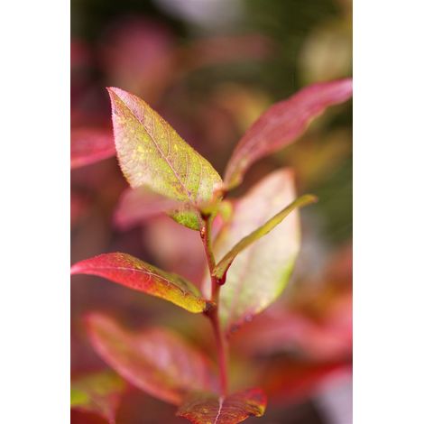 Heidelbeere 'Northsky' Vaccinium corymbosum 'Northsky' C 5
