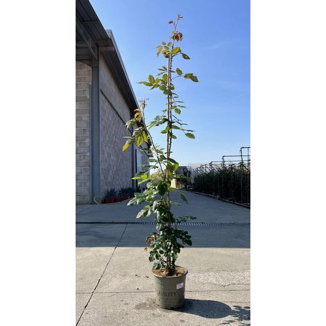 Gardenaria Rosa 'Aloha' - Rosa da giardino - Altezza: 40/50 cm (vaso20) (1/3)