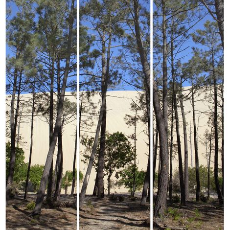 Triptyque sur toile bassin pins et dunes 90x97 cm (1/3)