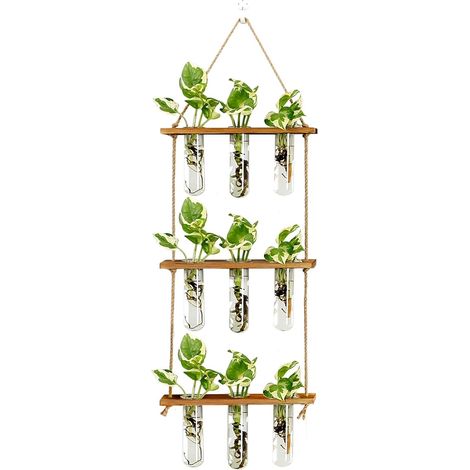 Terrarium mural propagation plantes, support bois avec 9 tubes verre hydroponiques décoration murale maison bureau (1/5)