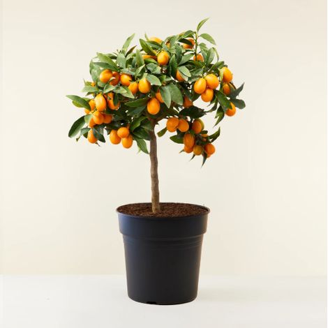 Kumquat "Fortunella margarita" mandarino cinese pianta innestata in vaso ø22 cm (1/4)