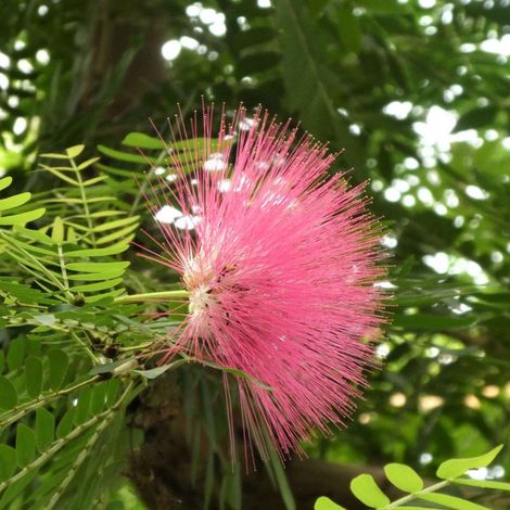 Arbre aux houppettes Dixie Pink, Calliandra/Pot de 3,5L - 40/60 cm