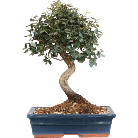 Bonsai di Sughera Quercus Suber - Bonsai Quercia da Sughero - H 40-50 cm Vaso Ø 30 cm (1/5)