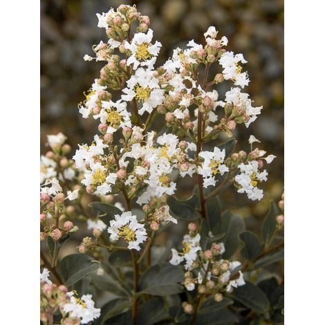Lilas des Indes 'White Chocolate' Pot de 7,5L/10L, Demi-Tige (1/4)